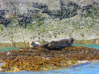 Seals on a rocky island off the Pacific coast of British Columbia, Canada