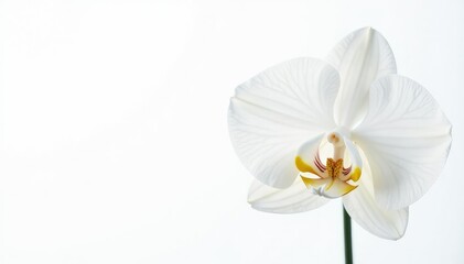 Fototapeta premium Delicate white orchid blossom against pure white background, plant photography, flower photography, closeup photography