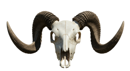 Isolated Ram Skull with Horns Animal Remains Taxidermy