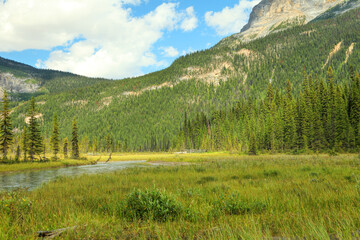Obraz premium Rocky mountains covered with coniferous forest and flowing river in a valley between mountains in Banff National Park. Alberta. Canada