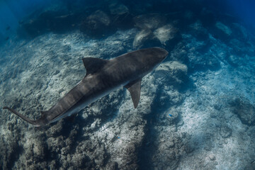 Fototapeta premium Tiger shark close up in blue ocean. Diving with dangerous big sharks