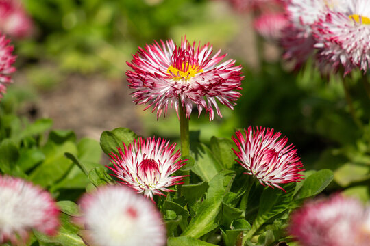 A bunch of pink and white flowers are in a garden