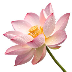 Fototapeta premium A delicate pink lotus flower in full bloom, its soft petals gracefully unfolding above the water.