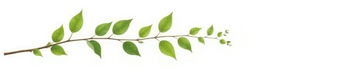 Fototapeta premium Delicate branch with leaves isolated on white background, branches, foliage