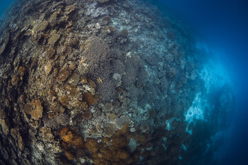 Amazing corals in blue ocean in Maldives. Underwater panorama