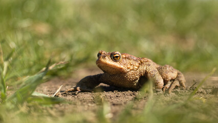 Frog in natural habitat. Frog, frog sitting on a lake  at spring.  lake frog.
