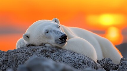 Obraz premium Polar Bear Wild Animal Relaxing Portrait In A Natural Environment