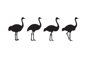 Ostrich Silhouette Vector Large Flightless Bird Clipart