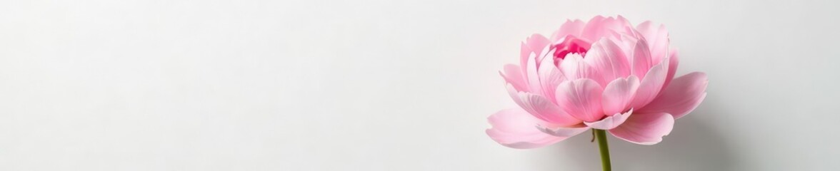 Fototapeta premium A delicate peony flower on a crisp white background with soft texture, floral, white