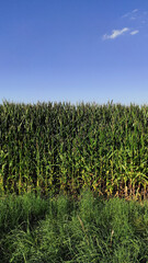 Lush green cornfield growing under blue sky in czechia Trail of the Knight