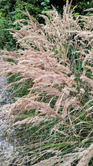Ornamental grass calamagrostis acutiflora growing near a gravel path Trail of the Knight