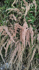 Calamagrostis epigejos growing near highway d1 in vsechlapy, czechia