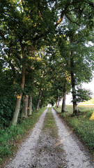 Fototapeta premium Gravel road leading through lush green forest in vsechlapy, czechia Trail of the Knight