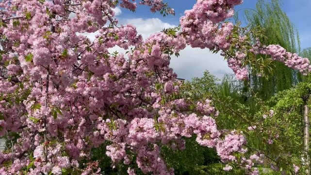 Blooming sakura tree, Prunus Serrulata branches, beautiful Pink Cherry