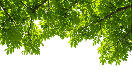 Green tree branches with leaves isolated on transparent background. Natural green leaf and large tree branch. Garden, park, forest, Spring design elements, PNG