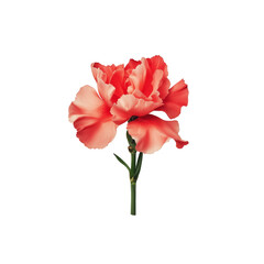 Obraz premium Delicate red carnation flower on a nature floral studio close-up beauty on a transparent background 