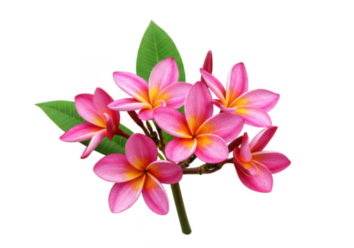 A cluster of pink and yellow plumeria flowers with green leaves on a white background illustration