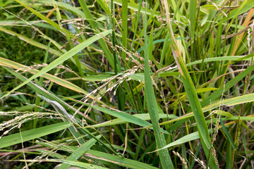 Close-up of a stalk of young, green rice growing in a paddy field. Blurred background of more rice plant
