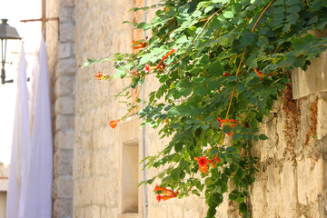 Traditional Mediterranean architectural details in Trogir, Croatia.