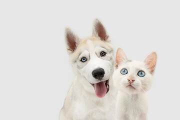 Banner two pets. Cat and puppy dog looking at camera with blue eyes. Isolated on white or grey background