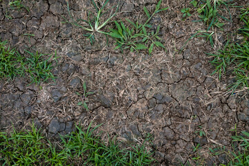 Patch of mixed green ground cover, including grass and small leafy plants, growing. Top-down view