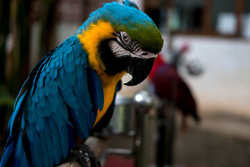 A vibrant blue and yellow macaw perches, looking down. Another bird is softly blurred in the background.