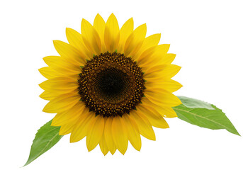 Fototapeta premium A vibrant sunflower with yellow petals and a dark brown center on a white background with green leaves
