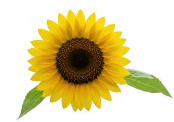 A vibrant sunflower with yellow petals and a dark brown center on a white background with green leaves