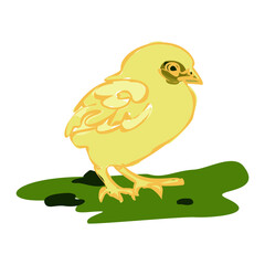 Yellow chicken, little chick. Sweet and adorable baby chick. A colorful and funny bird.