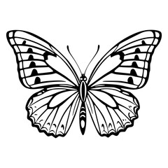 butterfly on white background