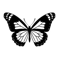 butterfly on white background
