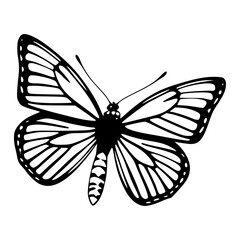 butterfly vector illustration