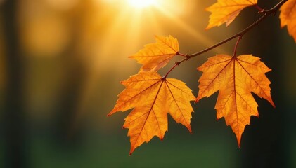 Fototapeta premium Dried leaves on a branch, sunlight illuminating texture, nature, gold, decay