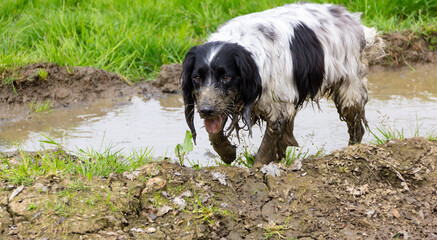 Mud mud glorious mud, spaniel dog covered in mud after playing in a very dirty puddle of water in...