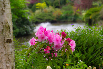 Obraz premium Beautiful pink azaleas flowering plant growing wild in park with pool as a backdrop on a Spring day in rural England UK