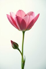 Fototapeta premium Delicate flower isolated on white background, with soft focus and warm lighting, flowers, blossom, garden