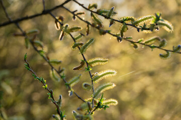 Wiosenny poranek ze słońcem i mgłami, Stawy Dojlidzkie, Podlasie