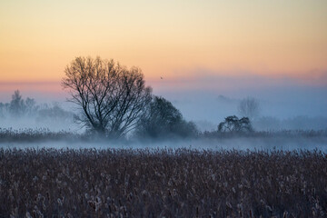 Wiosenny poranek ze słońcem i mgłami, Stawy Dojlidzkie, Podlasie © podlaski49