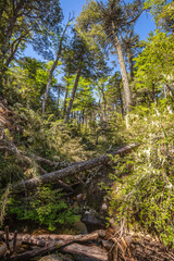 Evergreen beech forest near foot of Andes mountains, Patagonia, Argentina, South America, chile