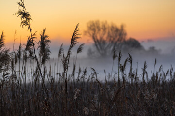 Wiosenny poranek ze słońcem i mgłami, Stawy Dojlidzkie, Podlasie © podlaski49