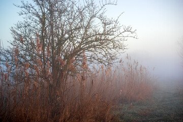 Wiosenny poranek ze słońcem i mgłami, Stawy Dojlidzkie, Podlasie