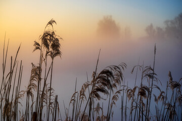 Wiosenny poranek ze słońcem i mgłami, Stawy Dojlidzkie, Podlasie © podlaski49