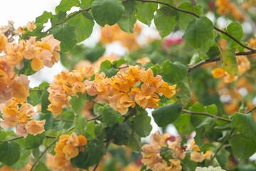 Vibrant orange bougainvillea flowers close-up.
