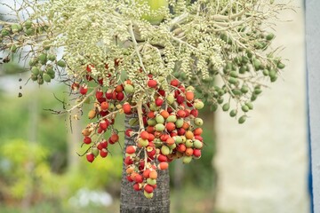 Colorful palm fruits on a tree