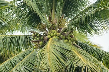 Lush Coconut Palm with Green Coconuts