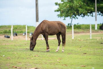 Brown horse grazing in a serene field.