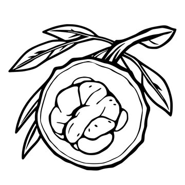 recommend clip art: Halved Walnut with Leaves A Detailed Line Drawing