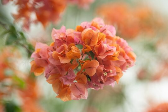 Vibrant Bougainvillea Flowers Close-Up