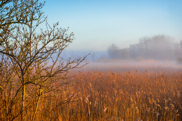 Wiosenny poranek ze słońcem i mgłami, Stawy Dojlidzkie, Podlasie