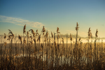 Wiosenny poranek ze słońcem i mgłami, Stawy Dojlidzkie, Podlasie © podlaski49